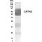 CD294 antibody, GTX70387, GeneTex, Western Blot image 