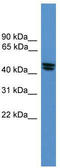 Opioid Related Nociceptin Receptor 1 antibody, TA342656, Origene, Western Blot image 