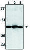 Caspase-13 antibody, MBS395475, MyBioSource, Western Blot image 
