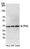 Pyrophosphatase (Inorganic) 2 antibody, A305-538A, Bethyl Labs, Western Blot image 
