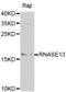 Ribonuclease A Family Member 13 (Inactive) antibody, abx000996, Abbexa, Western Blot image 