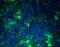 Sialyl Lewis X antibody, 41-1200, Invitrogen Antibodies, Immunofluorescence image 