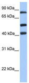 Host cell factor 2 antibody, TA330625, Origene, Western Blot image 