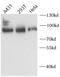 Afamin antibody, FNab00199, FineTest, Western Blot image 