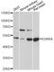 Estrogen Related Receptor Alpha antibody, LS-C749195, Lifespan Biosciences, Western Blot image 