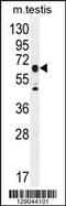Dynein Axonemal Assembly Factor 3 antibody, 55-803, ProSci, Western Blot image 