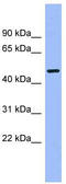 Calcium/Calmodulin Dependent Protein Kinase IG antibody, TA344778, Origene, Western Blot image 