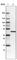 Elongation factor Tu, mitochondrial antibody, AMAb90965, Atlas Antibodies, Western Blot image 