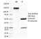 Chondroitin Sulfate Proteoglycan 4 antibody, 33-528, ProSci, Immunofluorescence image 
