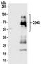 Sialophorin antibody, NBP2-32115, Novus Biologicals, Western Blot image 
