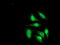 Cryptochrome-2 antibody, M00792-1, Boster Biological Technology, Immunofluorescence image 