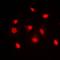 Golgi-associated PDZ and coiled-coil motif-containing protein antibody, orb74665, Biorbyt, Immunofluorescence image 