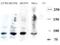 Protein artemis antibody, orb86478, Biorbyt, Immunohistochemistry paraffin image 