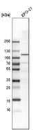 Inositol polyphosphate 5-phosphatase OCRL-1 antibody, HPA012495, Atlas Antibodies, Western Blot image 