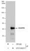 SHANK Associated RH Domain Interactor antibody, GTX130231, GeneTex, Immunoprecipitation image 
