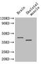 Selenoprotein P antibody, A57909-100, Epigentek, Western Blot image 