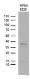 Family With Sequence Similarity 170 Member A antibody, TA809636, Origene, Western Blot image 