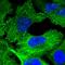 Plectin antibody, HPA029906, Atlas Antibodies, Immunocytochemistry image 