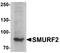 SMAD Specific E3 Ubiquitin Protein Ligase 2 antibody, A02585, Boster Biological Technology, Western Blot image 
