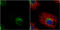 ETHE1 Persulfide Dioxygenase antibody, GTX115707, GeneTex, Immunofluorescence image 