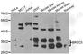 BRCA1/BRCA2-Containing Complex Subunit 3 antibody, A7995, ABclonal Technology, Western Blot image 