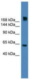 Mediator of DNA damage checkpoint protein 1 antibody, TA341734, Origene, Western Blot image 