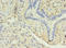 Dopamine Receptor D5 antibody, orb350441, Biorbyt, Immunohistochemistry paraffin image 