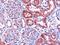 L-xylulose reductase antibody, NB100-1068, Novus Biologicals, Immunohistochemistry frozen image 