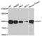 Signal Transducer And Activator Of Transcription 1 antibody, abx126656, Abbexa, Western Blot image 