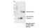 Presenilin 1 antibody, 5643S, Cell Signaling Technology, Immunoprecipitation image 