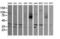 Mitogen-Activated Protein Kinase 9 antibody, LS-C174575, Lifespan Biosciences, Western Blot image 