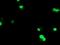 U-Box Domain Containing 5 antibody, MA5-25653, Invitrogen Antibodies, Immunocytochemistry image 