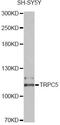 Transient Receptor Potential Cation Channel Subfamily C Member 5 antibody, A10089, ABclonal Technology, Western Blot image 