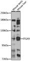 Integrin Subunit Alpha 9 antibody, 23-113, ProSci, Western Blot image 