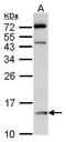 D-dopachrome decarboxylase antibody, PA5-21386, Invitrogen Antibodies, Western Blot image 