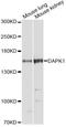 Death-associated protein kinase 1 antibody, A5741, ABclonal Technology, Western Blot image 