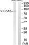 Solute Carrier Family 5 Member 3 antibody, A08337, Boster Biological Technology, Western Blot image 