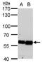 Coatomer subunit delta antibody, MA5-18294, Invitrogen Antibodies, Western Blot image 