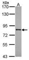 ATP Binding Cassette Subfamily B Member 7 antibody, PA5-30219, Invitrogen Antibodies, Western Blot image 