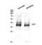 Synaptophysin antibody, STJ95865, St John
