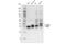 Replication Protein A2 antibody, 52448S, Cell Signaling Technology, Western Blot image 
