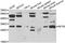 HAP3 antibody, orb373605, Biorbyt, Western Blot image 