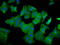 Quinolinate Phosphoribosyltransferase antibody, LS-C681153, Lifespan Biosciences, Immunofluorescence image 
