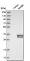 BMP And Activin Membrane Bound Inhibitor antibody, NBP1-82551, Novus Biologicals, Western Blot image 