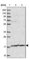 DNA Polymerase Epsilon 3, Accessory Subunit antibody, NBP2-13785, Novus Biologicals, Western Blot image 