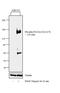 Phospholipase C Gamma 2 antibody, PA5-38319, Invitrogen Antibodies, Western Blot image 