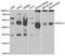 DRG1 antibody, MBS9401419, MyBioSource, Western Blot image 