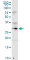 hMed6 antibody, H00010001-D01P, Novus Biologicals, Western Blot image 