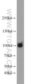 Glutamate Ionotropic Receptor AMPA Type Subunit 2 antibody, 11994-1-AP, Proteintech Group, Western Blot image 