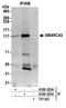 Helicase-like transcription factor antibody, A300-229A, Bethyl Labs, Immunoprecipitation image 